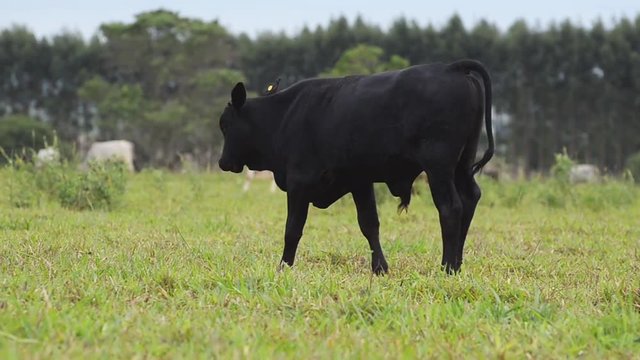 Black ox walking on a pasture of a farm.