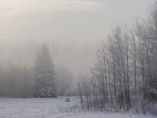 Misty day in the winter, British Columbia, Canada