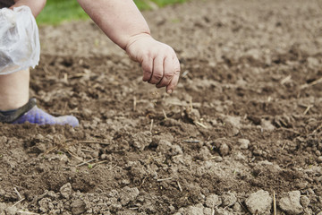 Farmer's female hands planting seed in soil