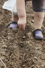 Farmer's female hands planting seed in soil