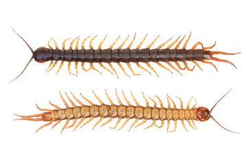 Obraz premium Centipede isolated