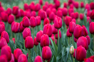 Fototapeta premium Deszczowy dzień na festiwalu tulipanów w Ottawie w Kanadzie. 2017
