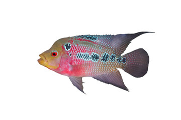 Female Cichlidae / Flowerhorn Crossbreed Fish