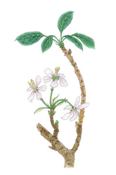 The Apple tree (Malus domestica, Malus pumila) flowering twig botanical drawing