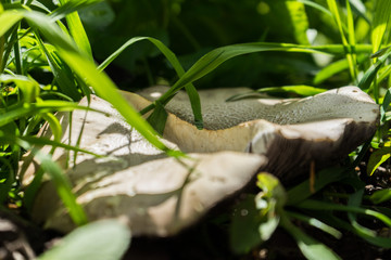 Broken fungi