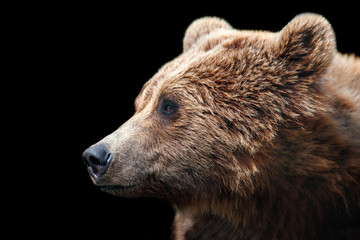 Fototapeta premium Brown bear portrait isolated on black background