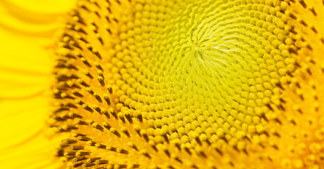 Sunflower detail. Macro picture.