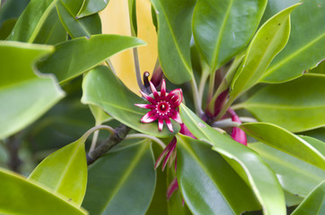 Obraz premium オヒルギの花（マングローブ）