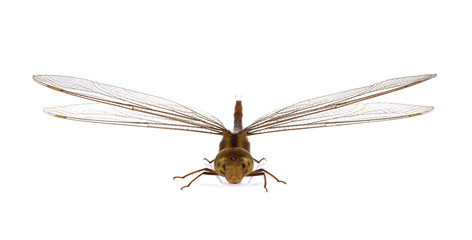 Dragonfly isolated on white background.