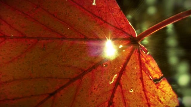 Single red leaf with sun shinning through. Autumn background. Extreme closeup.  Loop.