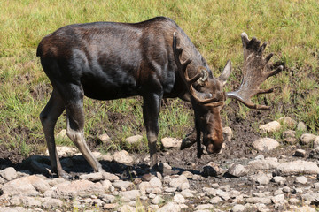 Shiras Moose of The Colorado Rocky Mountains