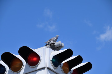Dove on a 
traffic signal.
