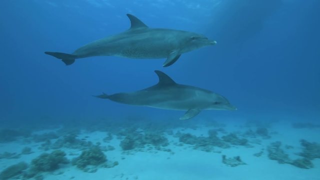 Playing dolphins in the Red Sea.