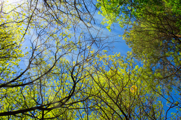 The branches of trees with leaves against the blue sky are illuminated by the sun's rays