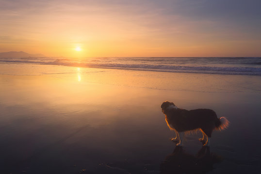 Dog In The Beach At The Sunset