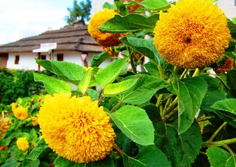 Flowers in the yard of a house in Ukraine