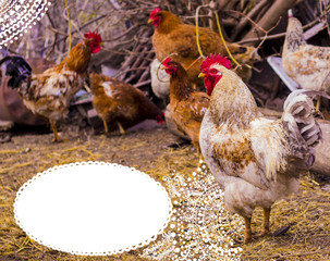cock. Rooster portrait. Rooster in a farm