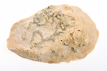 corals on clam shell isolated on white