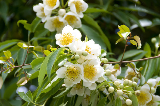 いじゅの花 の写真 ロイヤリティフリーの画像 グラフィック ベクターおよびビデオ Adobe Stock