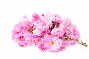 flower of cherry tree or sakura, floral design, japan garden