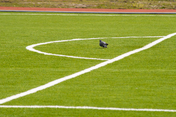 a bird walking on the grass