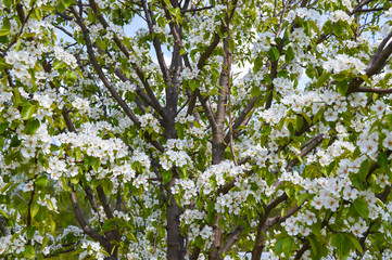 Fototapeta na wymiar Flowering pear tree in the garden