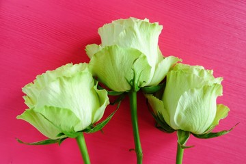 Green tea roses on a bright pink background 