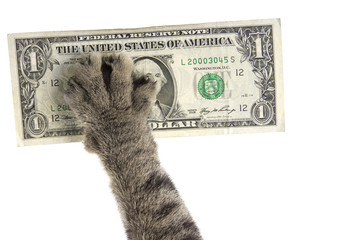 cat's paw pulls the dollar