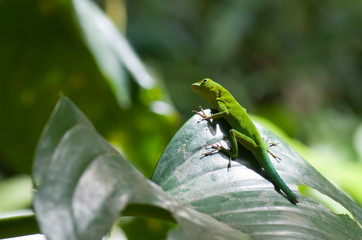 Lézard vert, zandoli  