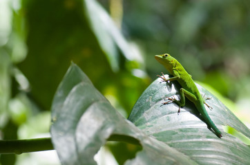 Lézard vert, zandoli  