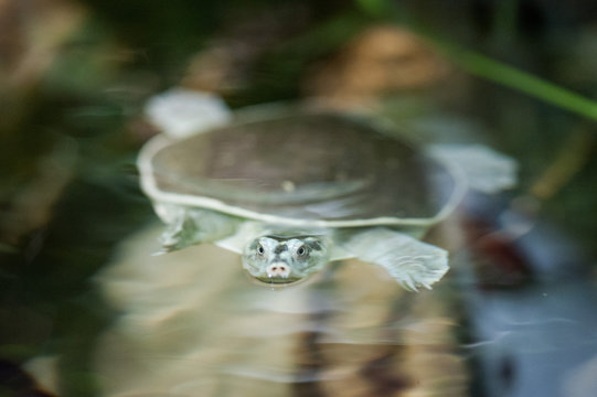 Wasserschildkröte taucht auf