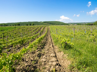 Fototapeta na wymiar Vineyards near Focsani, Romania, in spring, freshly plowed, with a patch of forest in the background and blue sky overhead