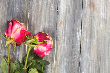 Fototapeta na wymiar rose on the wooden