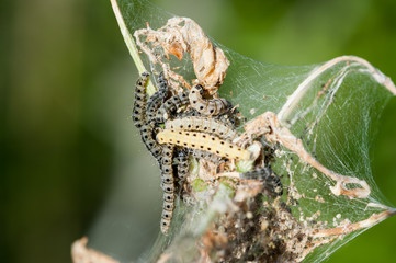 Larven der Gespinstmotte