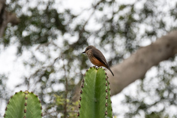 Little bird on cactus