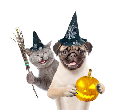 Cat and dog in hats for halloween with witches broom stick and pumpkin. isolated on white background