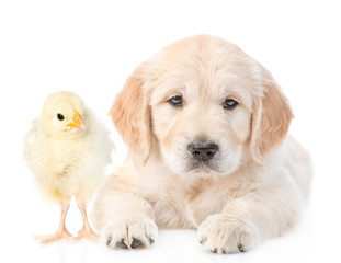 Small chicken and puppy together. isolated on white background