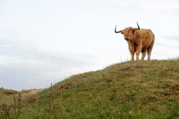 Majestic Scottish highlander grazing on a Dutch dune