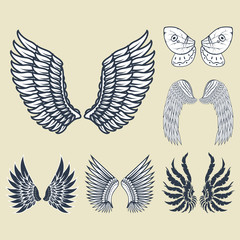 Wings isolated animal feather pinion bird freedom flight natural peace design vector illustration.