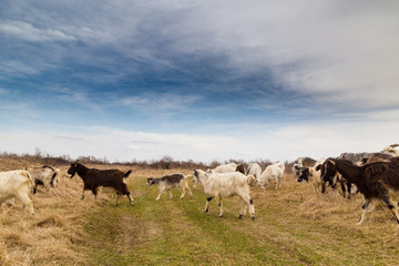 Pastoral scenery with herd of goats along river bank, in Eastern Europe