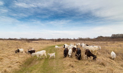Obraz premium Pastoral scenery with herd of goats along river bank, in Eastern Europe