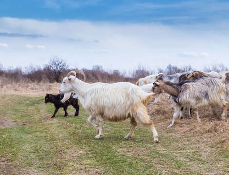 Pastoral scenery with herd of goats along river bank, in Eastern Europe