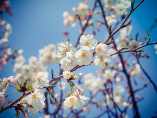 Beautiful White Sakura Flowers Blossom in spring Garden, Selective Focus