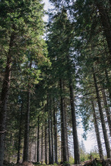 Forest.