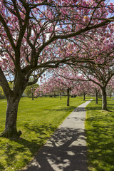 Looking Through Avenue of Cherry Blossom Trees Portrait