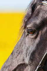 portrait of a Friesian horse