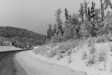 Tranquil scene of snow covered evergreen trees along a highway in the Rocky Mountains, British Columbia, Canada