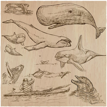 Cetaceans, Cetacea - An hand drawn pack, vector sketching