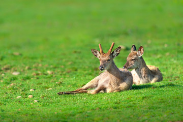 Naklejka na ściany i meble A herd of deer rest on a green lawn