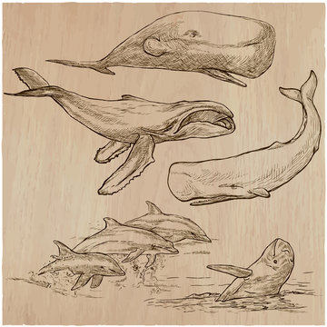 Cetaceans, Cetace - An hand drawn pack, vector sketching